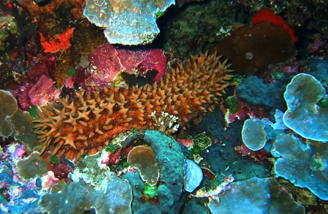 Where Are Sea Cucumbers Found? Oceans, Rivers & Habitats