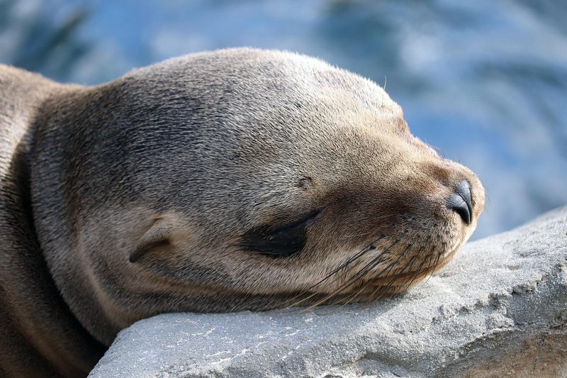 Where Are Sea Lions Found? Oceans, Rivers & Habitats