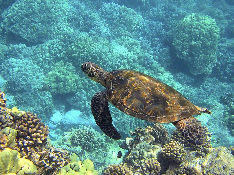 Where Are Sea Turtles Found? Oceans, Rivers & Habitats