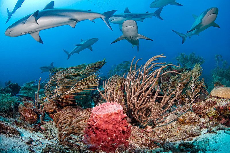 Where Are Sharks Found? Oceans, Rivers & Habitats