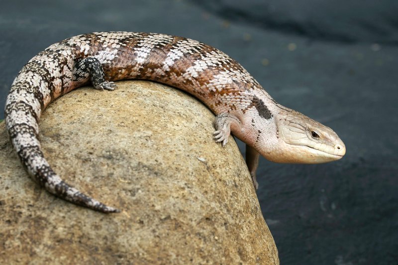 Where Are Skinks Found Around The World?