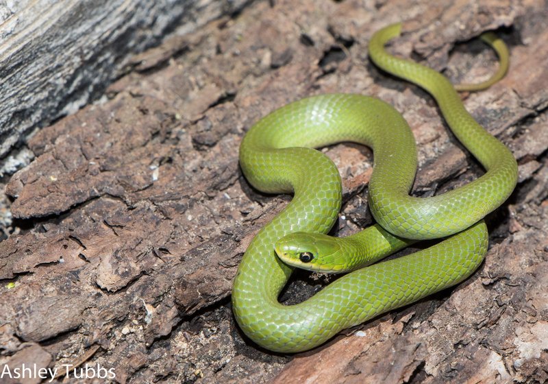 Where Are Snakes Found Around The World?