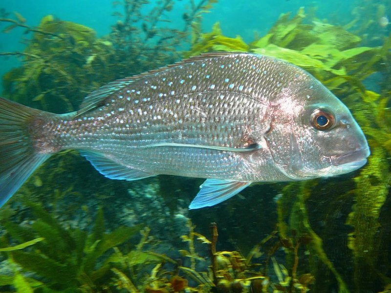 Where Are Snappers Found? Oceans, Rivers & Habitats