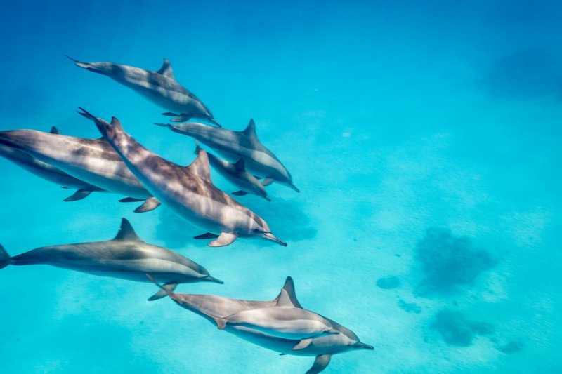 Where Are Spinner Dolphins Found? Oceans, Rivers & Habitats