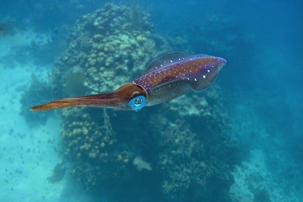 Where Are Squids Found? Oceans, Rivers & Habitats