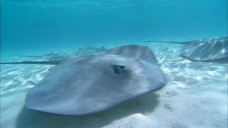 Where Are Stingrays Found? Oceans, Rivers & Habitats