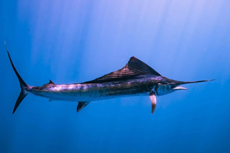 Where Are Swordfishs Found? Oceans, Rivers & Habitats