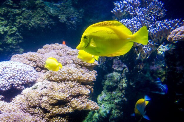 Where Are Tang Fishs Found? Oceans, Rivers & Habitats