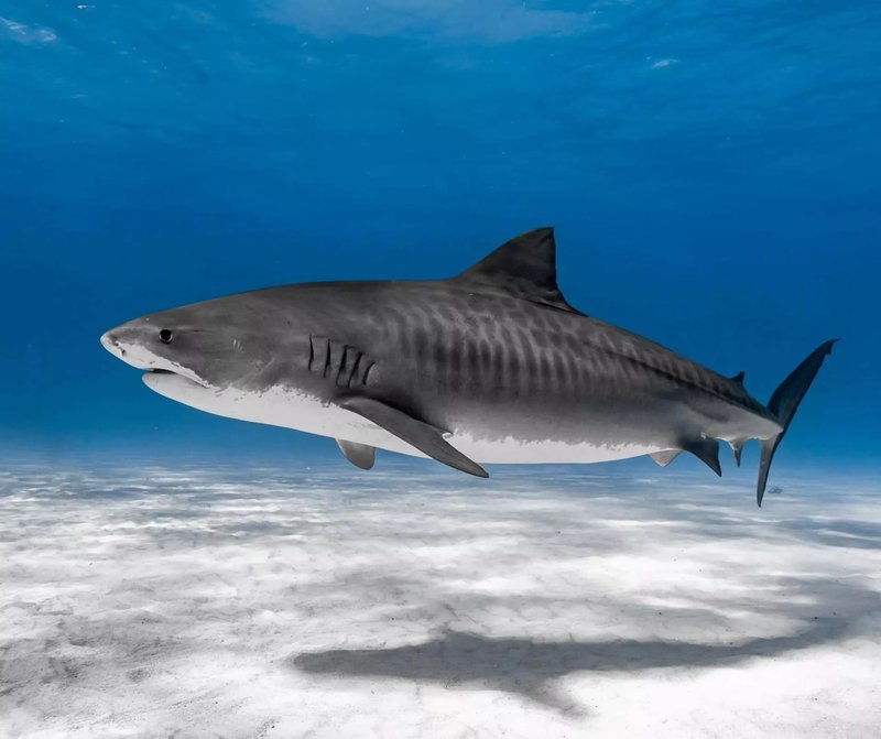 Where Are Tiger Sharks Found? Oceans, Rivers & Habitats