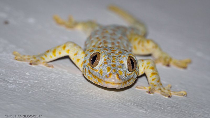 Where Are Tokay Geckos Found Around The World?