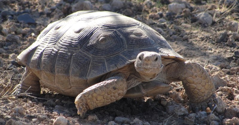 Where Are Tortoises Found Around The World?