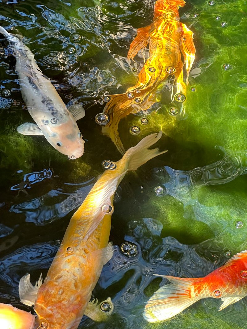 Where Are Trouts Found? Oceans, Rivers & Habitats