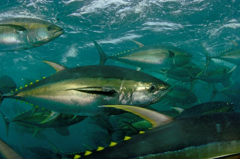 Where Are Tunas Found? Oceans, Rivers & Habitats
