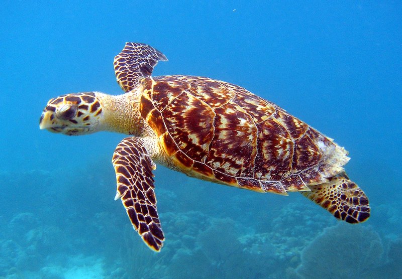 Where Are Turtles Found Around The World?
