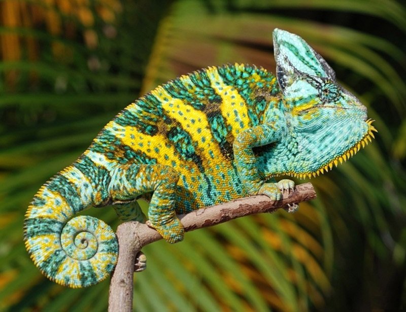Where Are Veiled Chameleons Found Around The World?