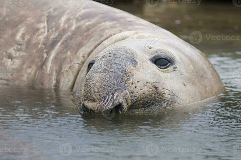 Where Are Walruss Found? Oceans, Rivers & Habitats