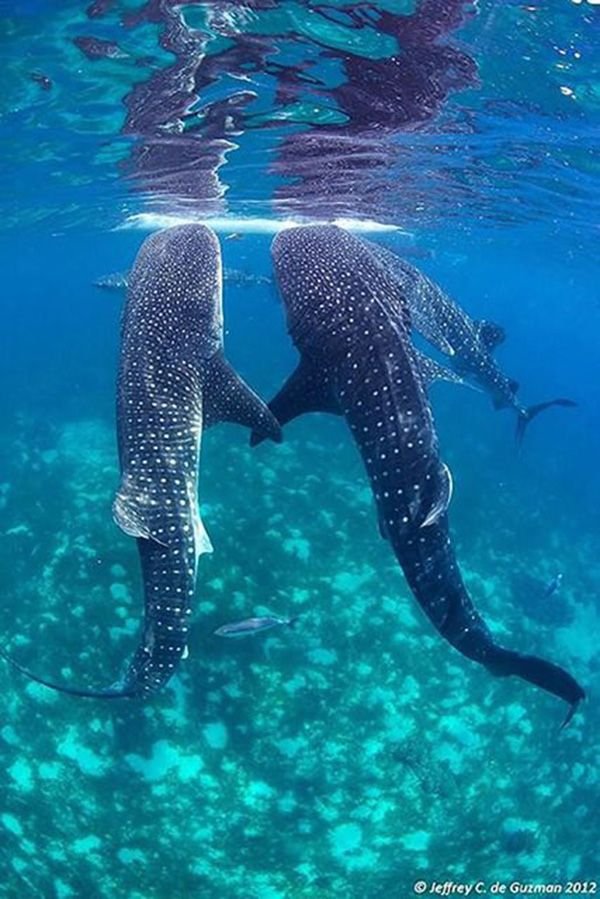 Where Are Whale Sharks Found? Oceans, Rivers & Habitats