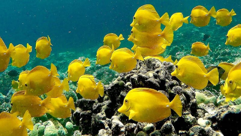 Where Are Yellow Tangs Found? Oceans, Rivers & Habitats