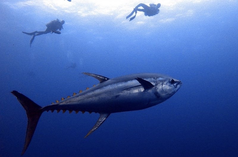 Where Are Yellowfin Tunas Found? Oceans, Rivers & Habitats
