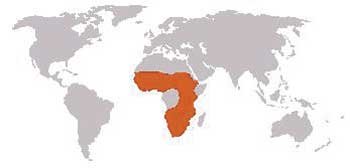 Where Do Aardvarks Live? Habitat And Distribution Explained