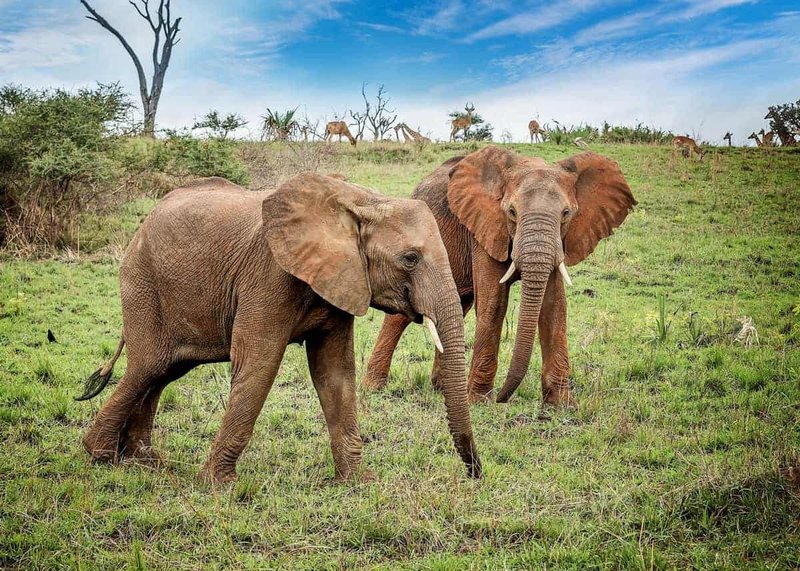 Where Do African Bush Elephants Live? Habitat And Distribution Explained