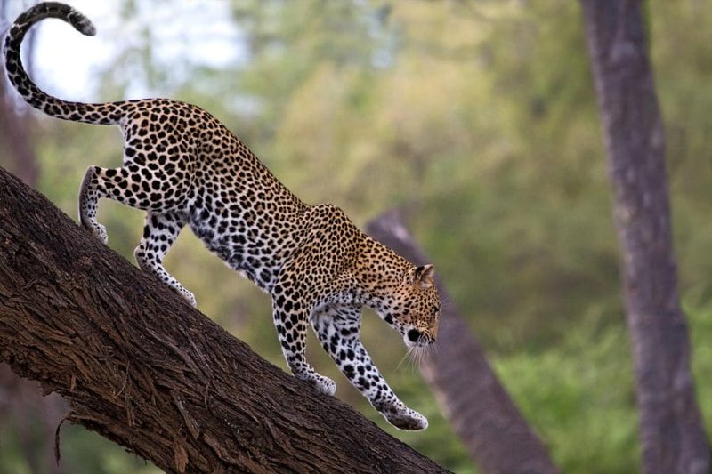 Where Do African Leopards Live? Habitat And Distribution Explained