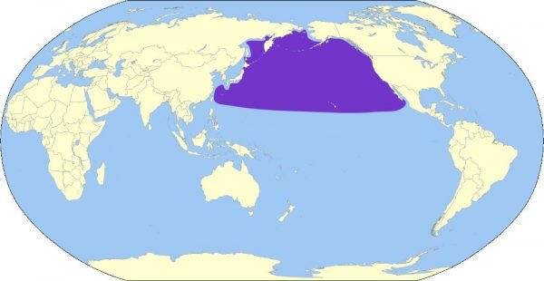 Where Do Albatrosss Live? Habitat And Distribution Explained