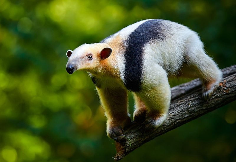Where Do Anteaters Live? Habitat And Distribution Explained