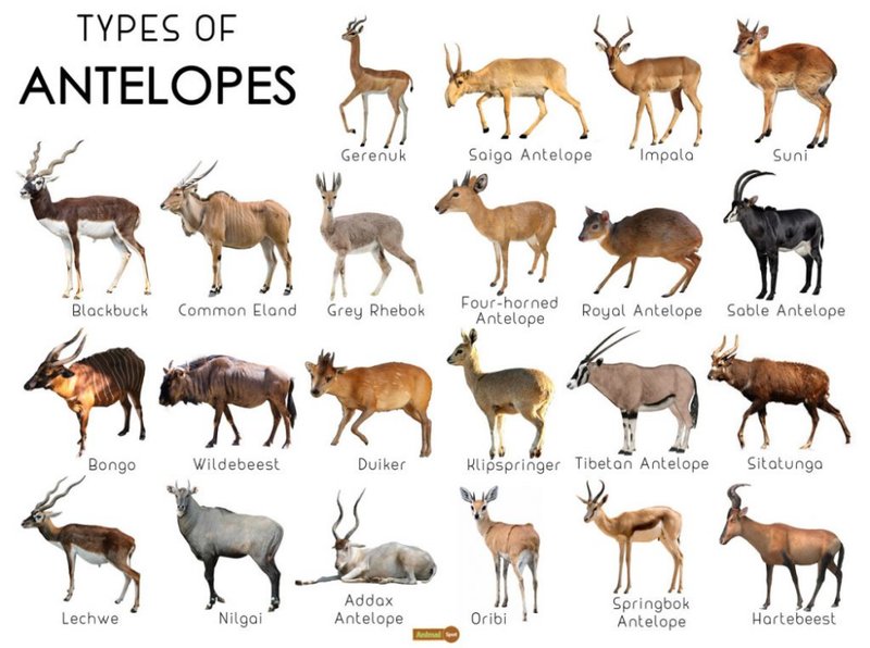 Where Do Antelopes Live? Habitat And Distribution Explained