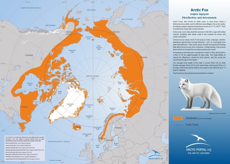 Where Do Arctic Foxs Live? Habitat And Distribution Explained