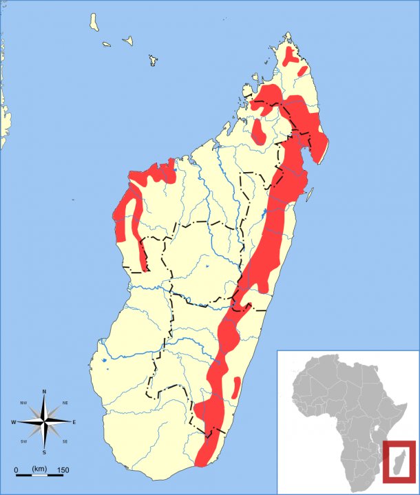 Where Do Aye-Ayes Live? Habitat And Distribution Explained
