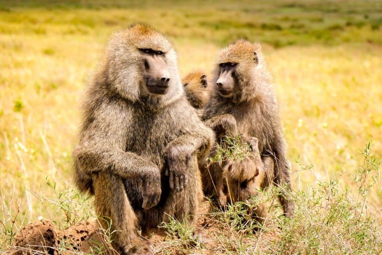 Where Do Baboons Live? Habitat And Distribution Explained