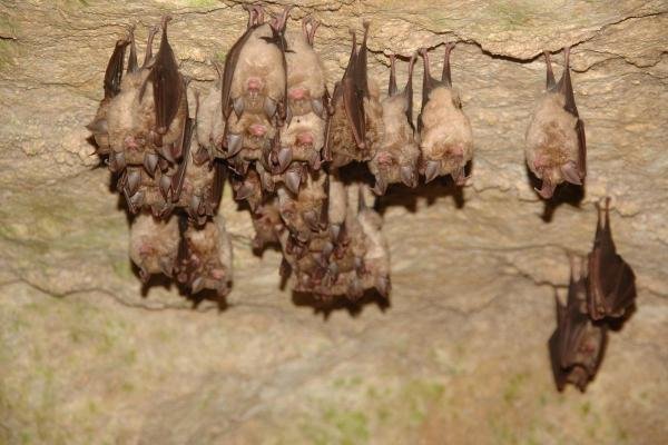 Where Do Bats Live? Habitat And Distribution Explained