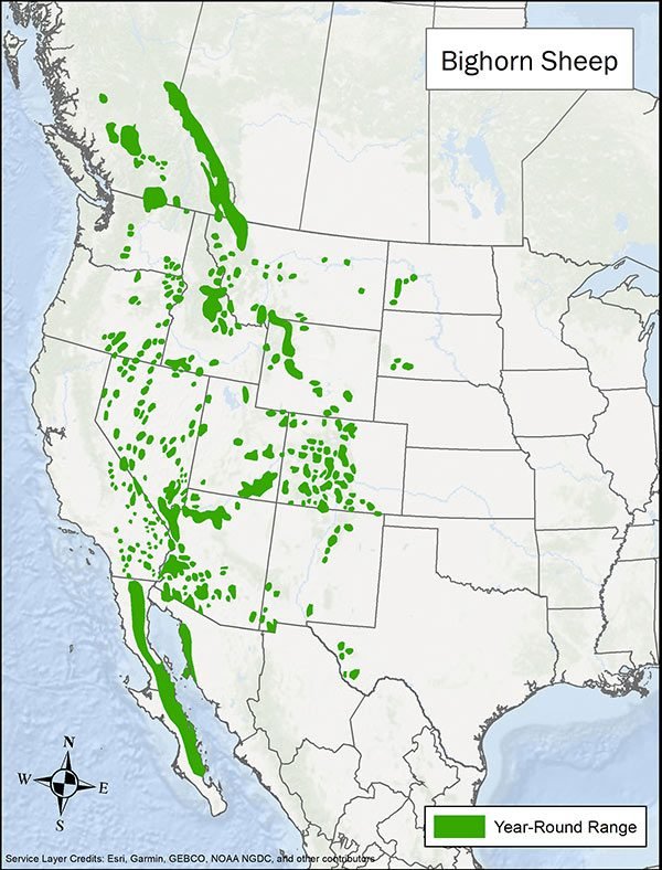 Where Do Bighorn Sheeps Live? Habitat And Distribution Explained
