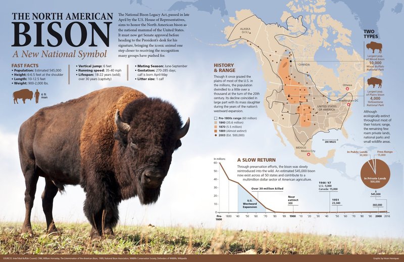 Where Do Bisons Live? Habitat And Distribution Explained