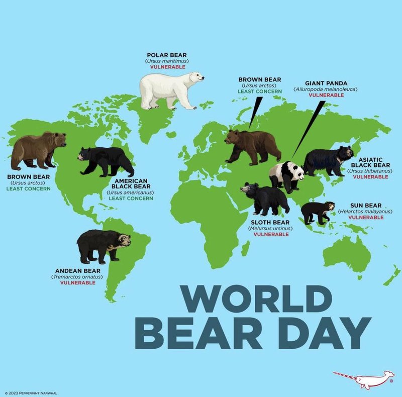 Where Do Black Bears Live? Habitat And Distribution Explained