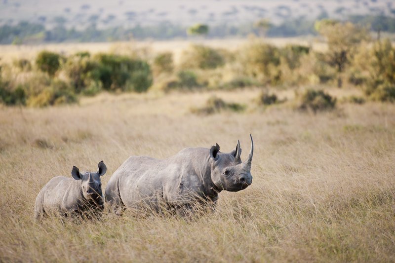 Where Do Black Rhinoceross Live? Habitat And Distribution Explained