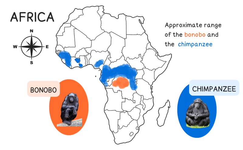 Where Do Bonobos Live? Habitat And Distribution Explained