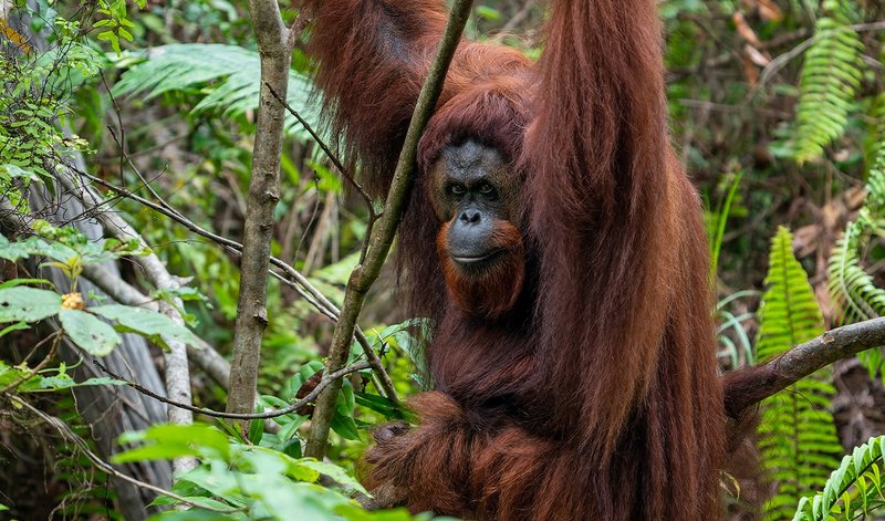 Where Do Bornean Orangutans Live? Habitat And Distribution Explained