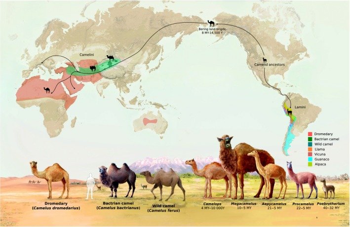 Where Do Camels Live? Habitat And Distribution Explained