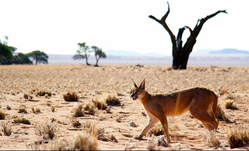 Where Do Caracals Live? Habitat And Distribution Explained