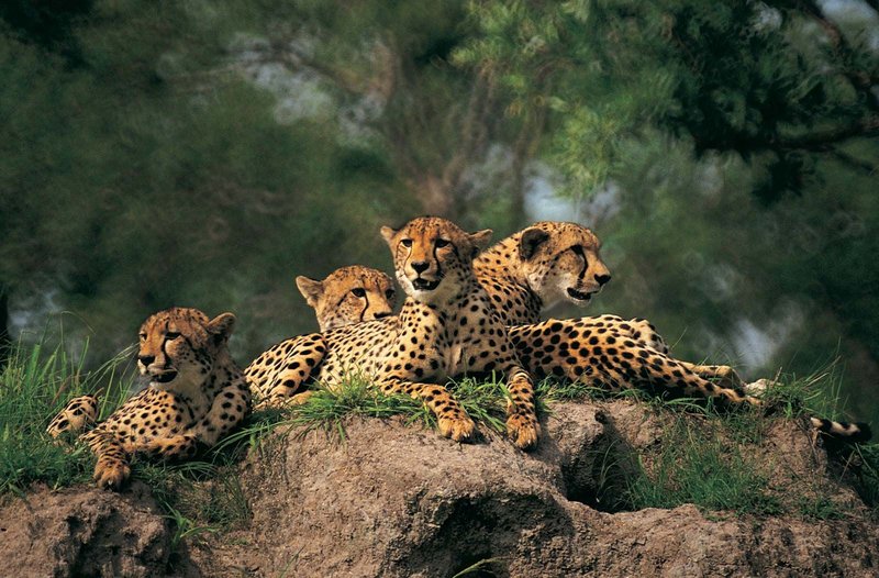 Where Do Cheetahs Live? Habitat And Distribution Explained
