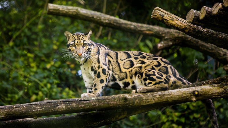 Where Do Clouded Leopards Live? Habitat And Distribution Explained