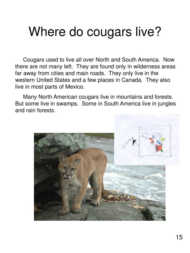 Where Do Cougars Live? Habitat And Distribution Explained