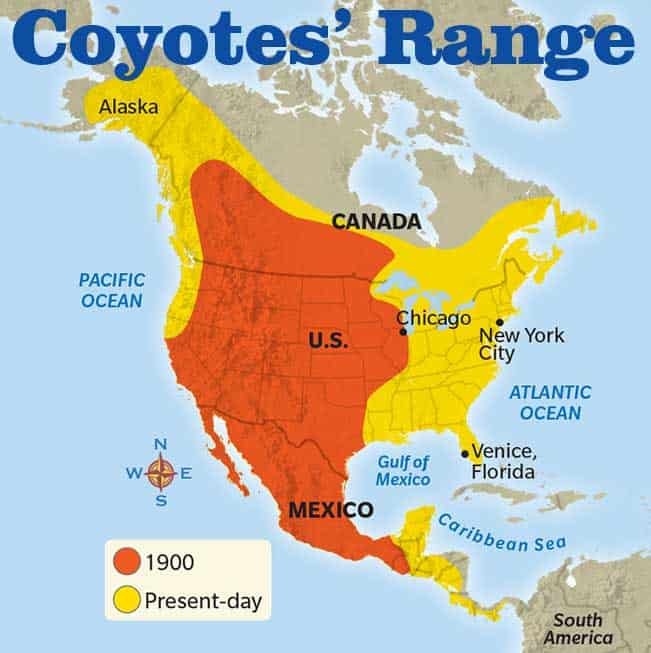 Where Do Coyotes Live? Habitat And Distribution Explained