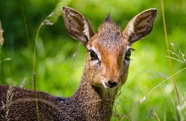 Where Do Dik-Diks Live? Habitat And Distribution Explained