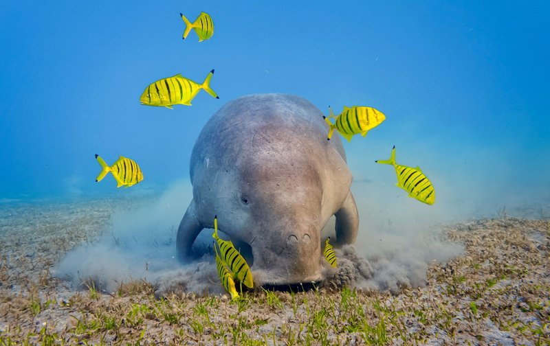Where Do Dugongs Live? Habitat And Distribution Explained