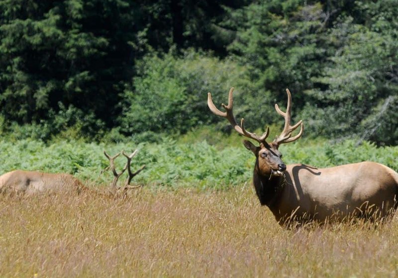 Where Do Elks Live? Habitat And Distribution Explained