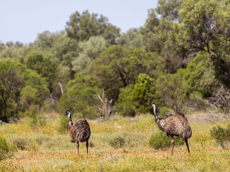 Where Do Emus Live? Habitat And Distribution Explained