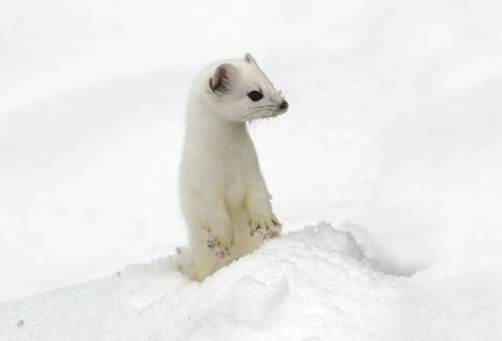 Where Do Ermines Live? Habitat And Distribution Explained